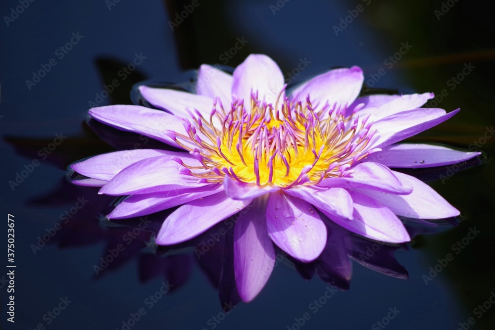Purple Water Lily Purple Water Lily