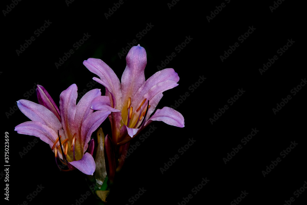 Purple lily flowers closeup