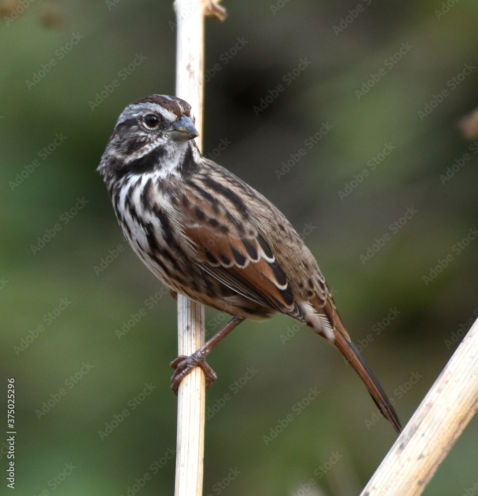 A song sparrow (Melospiza melodia) clinging to a dry plant stem A song sparrow (Melospiza melodia) clinging to a dry plant stem