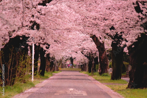 桜並木