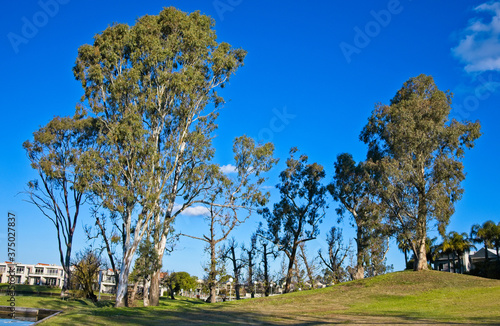 Fotografia Gum Trees and Garden at a Lake Mulwala Resort