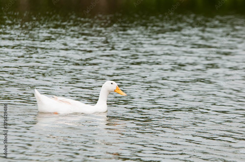 Fototapeta premium white swan swimming in the lake