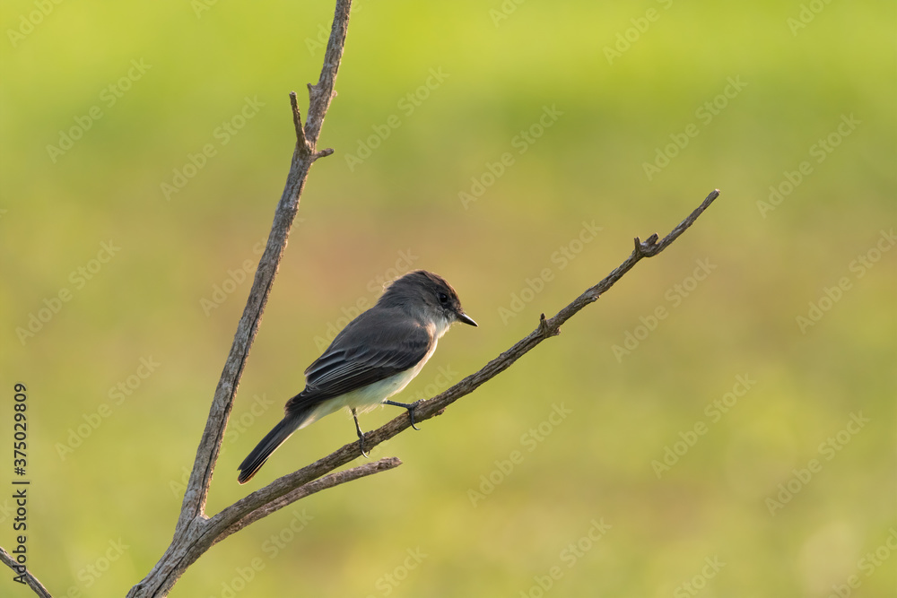 Tiny Eastern Phoebe perched on a bare tree branch Tiny Eastern Phoebe perched on a bare tree branch