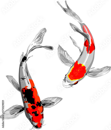 vector illustration of a couple of Japanese carp fish