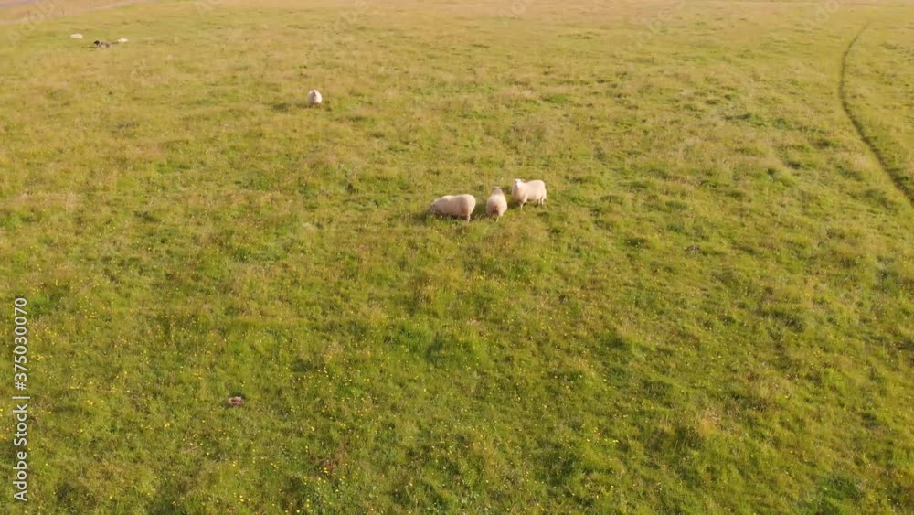 Aerial panning over typical Icelandic sheep Aerial panning over typical Icelandic sheep