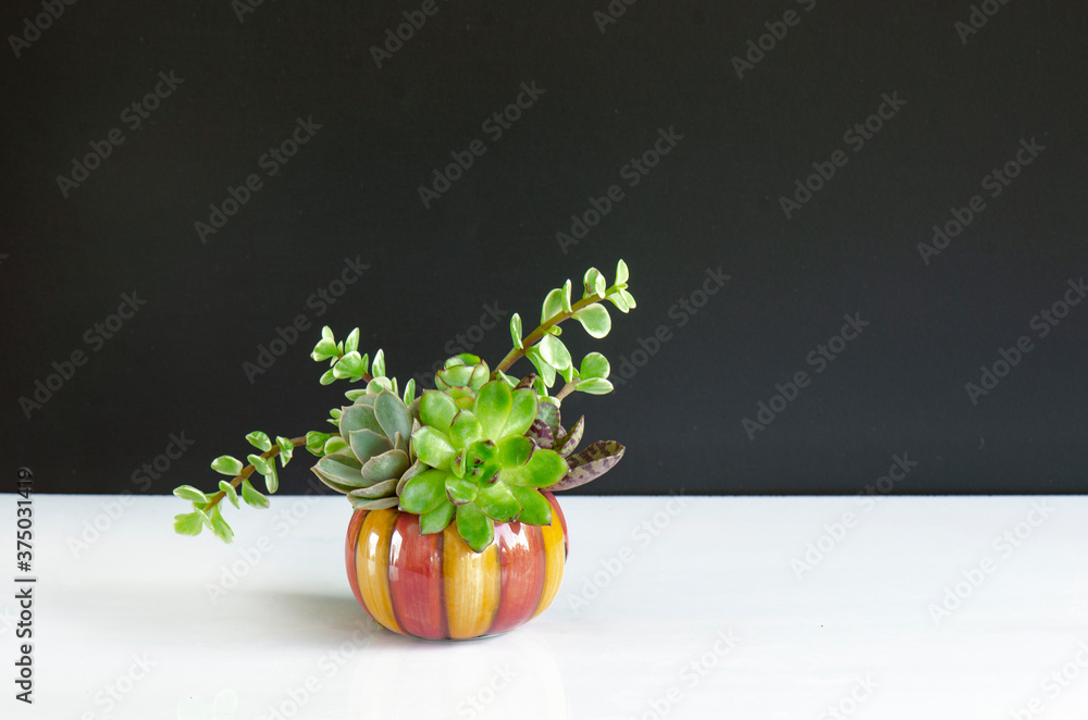 Φωτογραφία Mix of green echeveria, sedum,crassula succulent plant arrangement in pumpkin ce