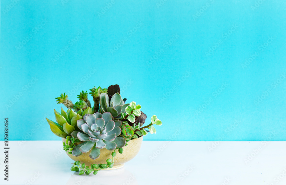 Φωτογραφία Mix of green echeveria, sedum,crassula succulent plant arrangement in yellow cer