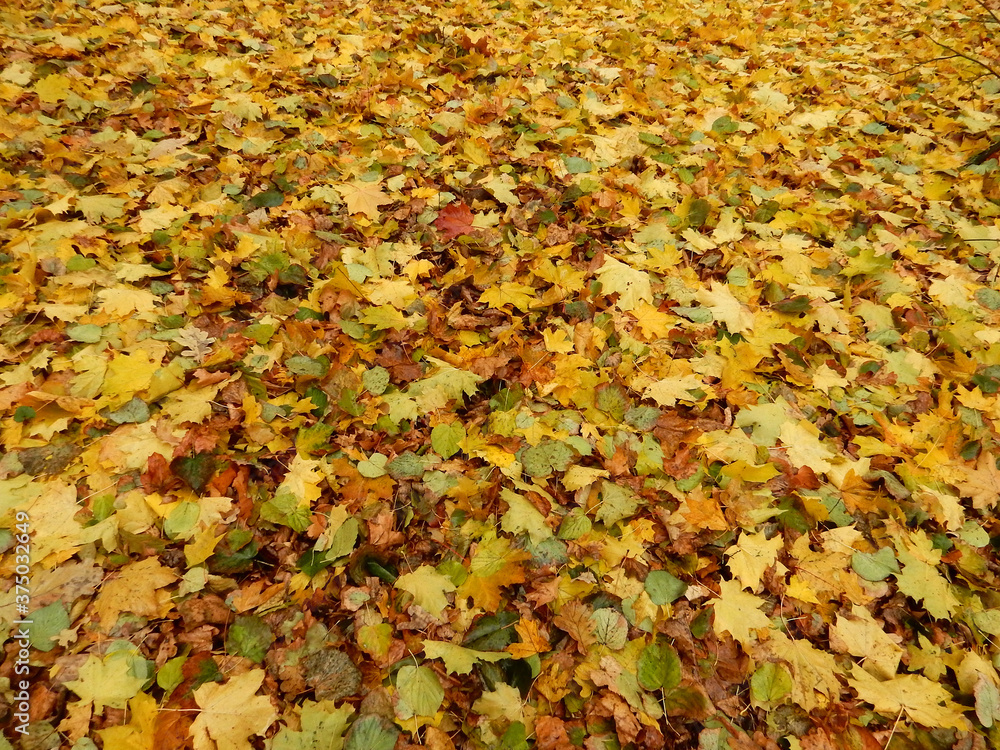 carpet of autumn yellow orange red fallen maple leaves carpet of autumn yellow orange red fallen maple leaves