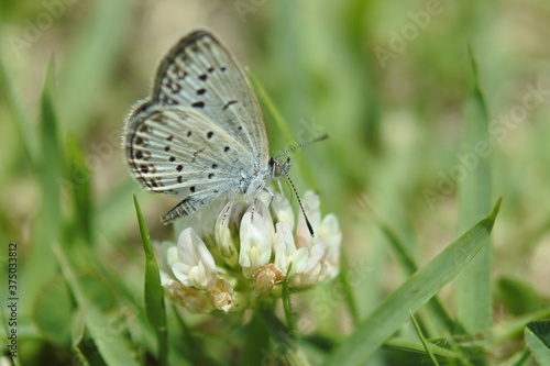 Small butterfly named pale-grass-blue is on a flower of clover.