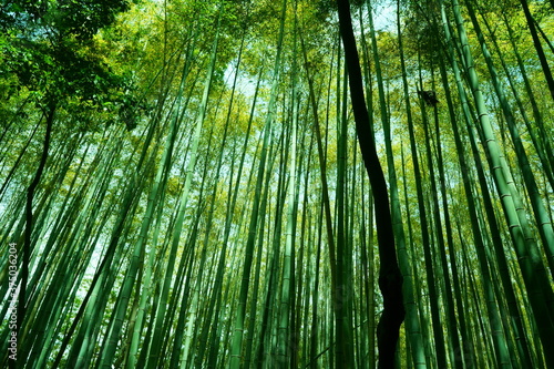 京都 嵐山 竹林