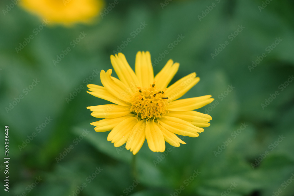 chrysanthemum chrysanthemum