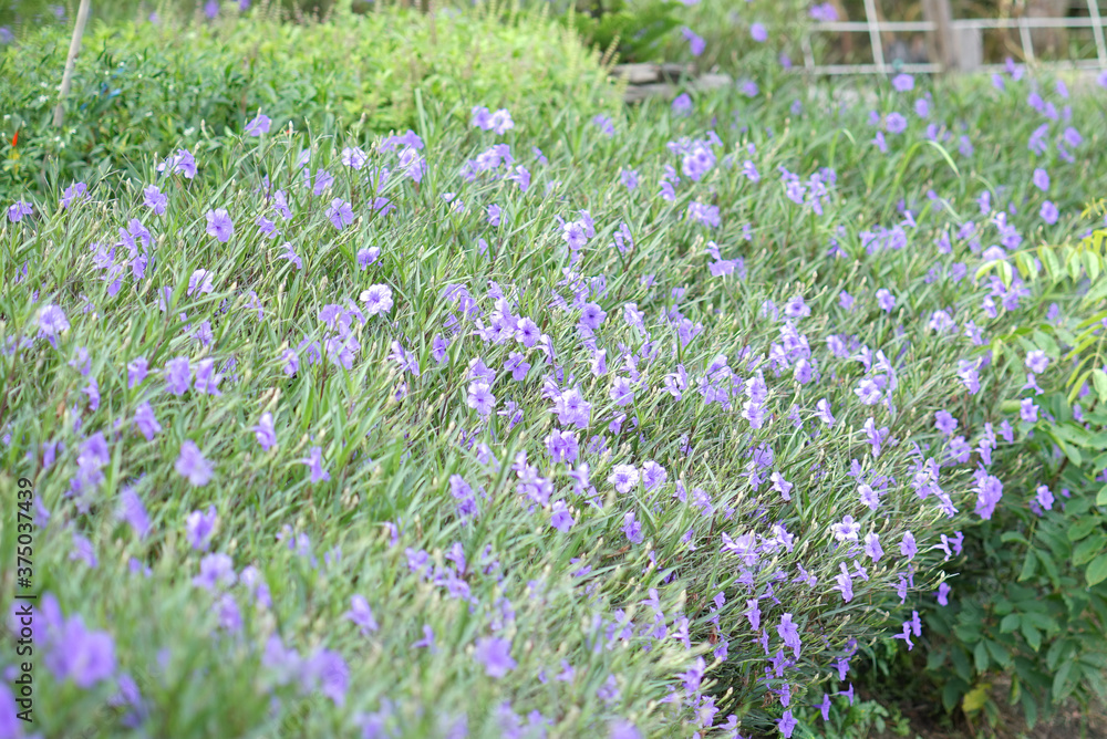 A beautiful purple mexican petunia A beautiful purple mexican petunia