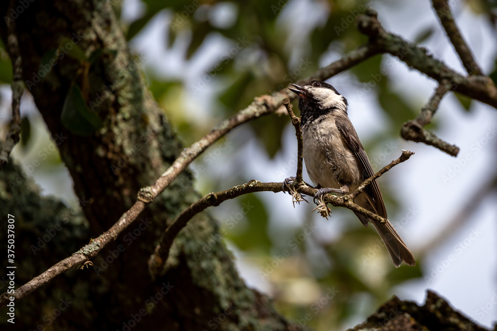 Obraz premium Carolina Chickadee in a Tree