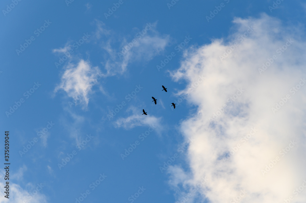 landscape of beautiful bird flying on the sky withe clouds and blue sky background landscape of beautiful bird flying on the sky withe clouds and blue sky background