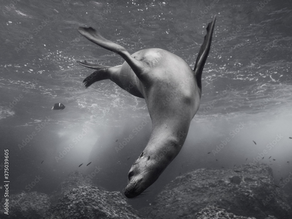 Sealion diving in black and white