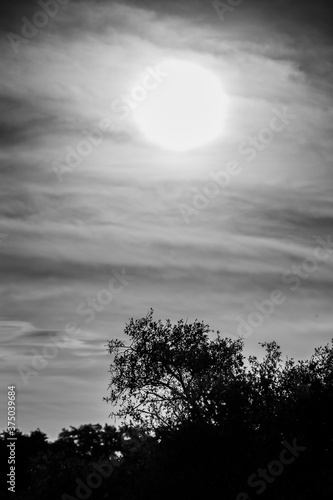 Black and White Image of the Sun Rising in the Morning Fog