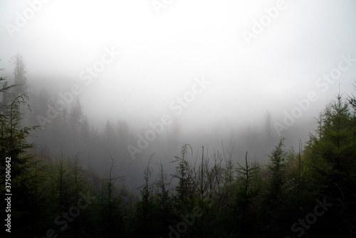 Fog In The Forests Of Vancouver Island, British Columbia, Canada.