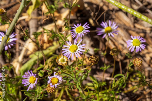 Quadro su tela Variable Daisy (Brachscome ciliaris) is a small bushy perennial herb with flower heads that range in colour from white to mauve, with yellow centre