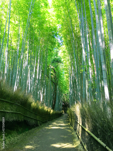 京都 嵐山 © 隆 藤澤