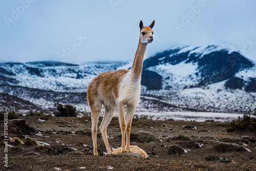 vicuñas in the snow of the chimborazo volcano
