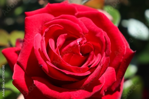  Large bud of blooming garden rose