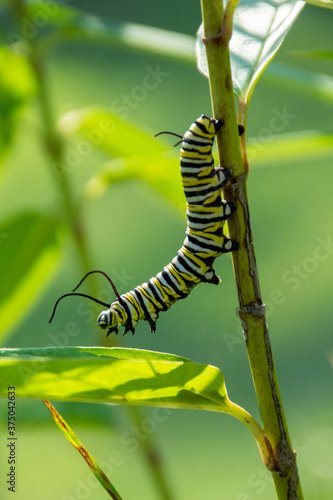 monarch caterpillar on a leaf © Michele