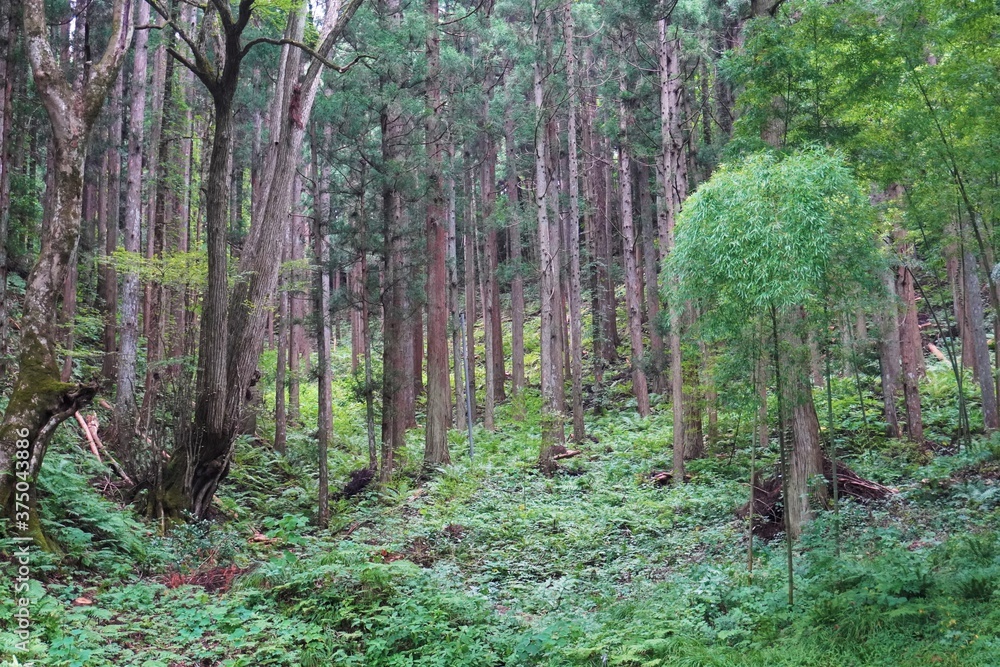 Obraz premium 緑に生い茂る夏の杉林/Green cedar forest in summer