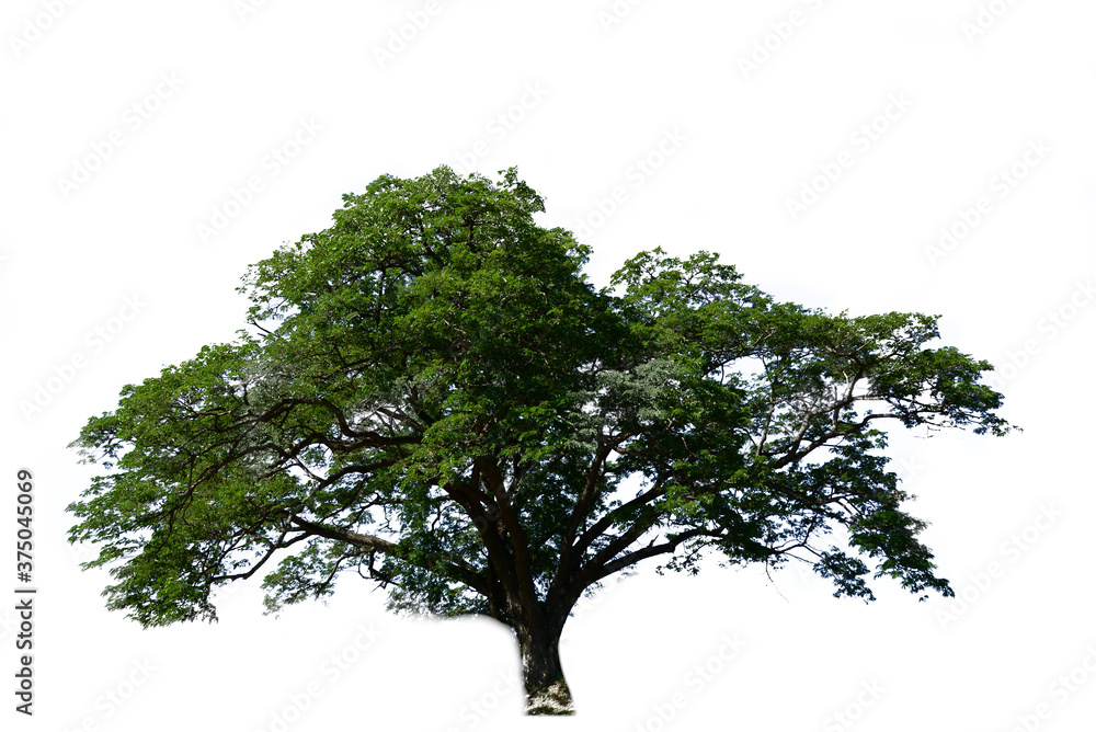 tree isolate on white background tree isolate on white background