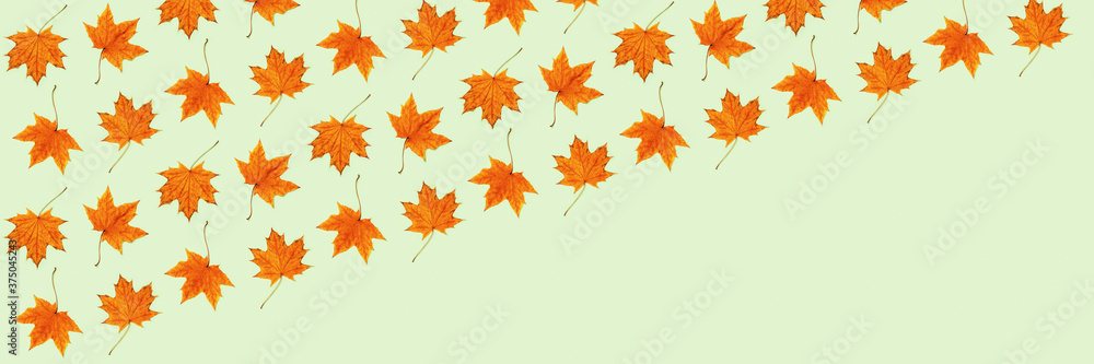 Pattern made of dry autumn leaves on light green background. Pattern made of dry autumn leaves on light green background.