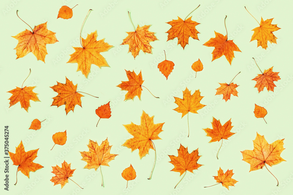 Pattern made of dry autumn leaves on light green background. Autumn minimal concept. View from above. Pattern made of dry autumn leaves on light green background. Autumn minimal concept. View from above.