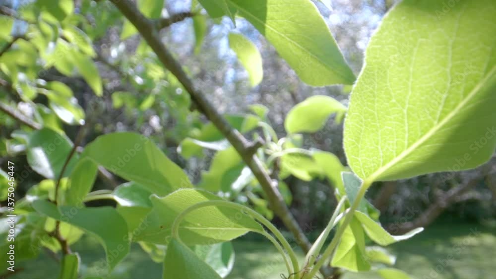 Green leaves of the plant in the garden Green leaves of the plant in the garden