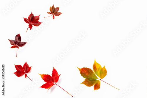 Collection of autumn leaves different colours, texture background