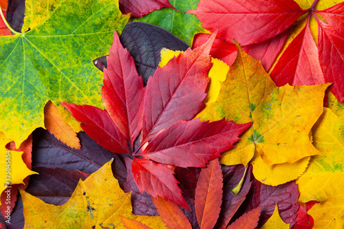 Collection of different autumn colored leaves, texture background