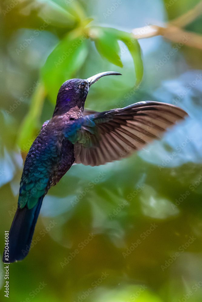 Obraz premium Green Violet-ear hummingbird (Colibri thalassinus) in flight isolated on a green background in Costa Rica