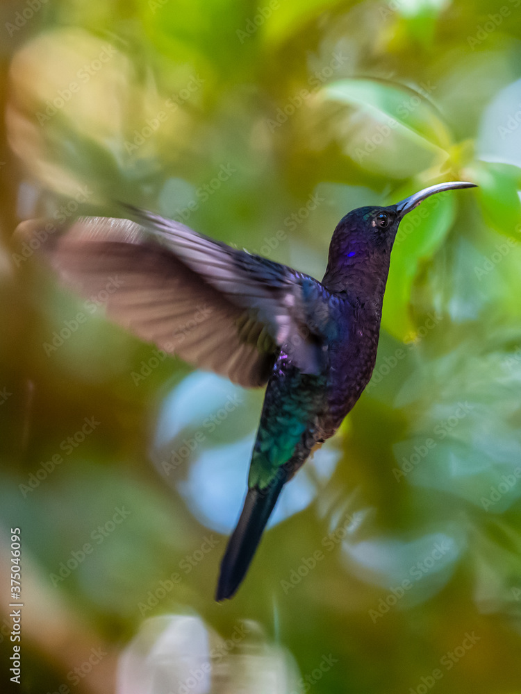 Fototapeta premium Green Violet-ear hummingbird (Colibri thalassinus) in flight isolated on a green background in Costa Rica