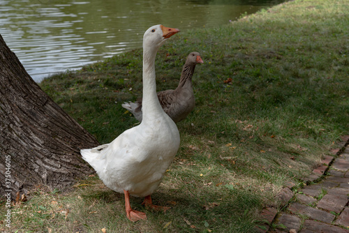 white goose in the park