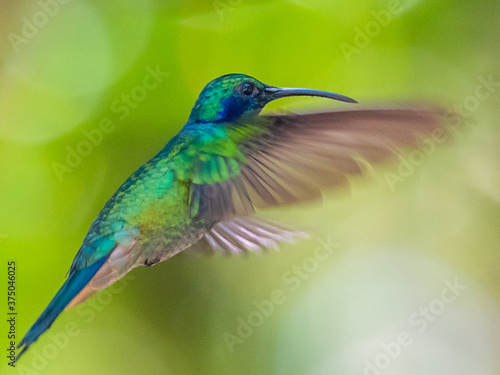 Green Violet-ear hummingbird (Colibri thalassinus) in flight isolated on a green background in Costa Rica © vaclav
