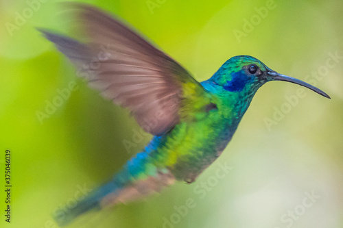 Green Violet-ear hummingbird (Colibri thalassinus) in flight isolated on a green background in Costa Rica © vaclav