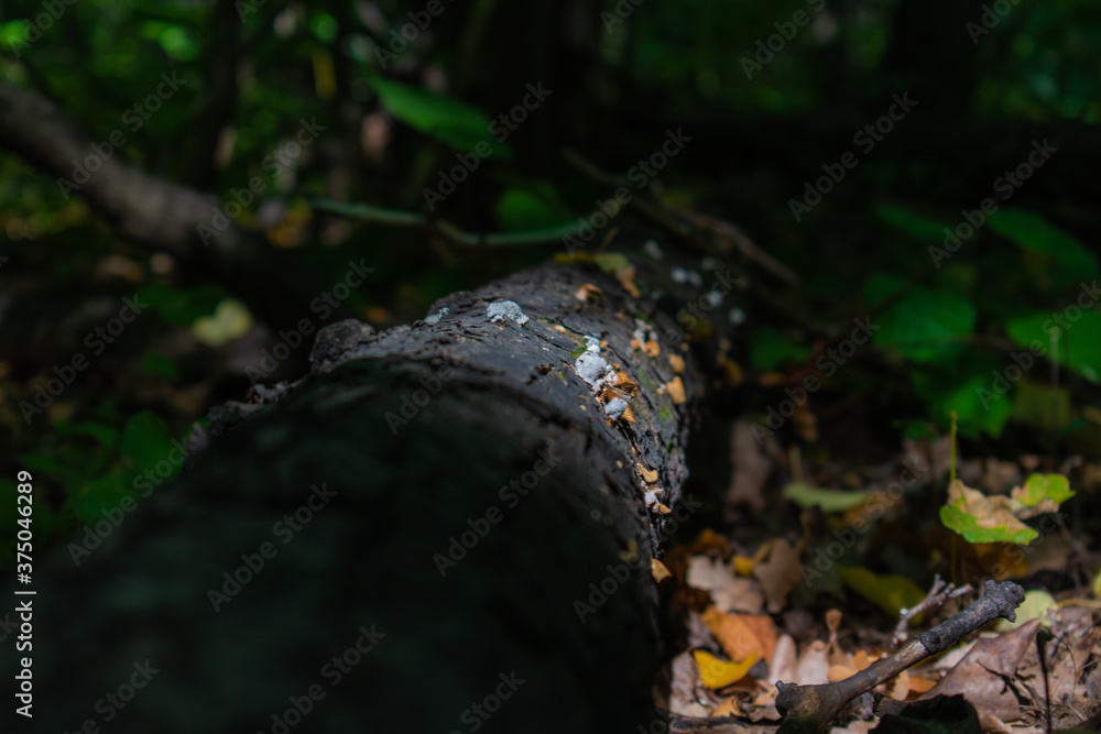 Fototapeta premium fungi on a fallen tree in the forest