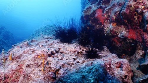 long spine sea urchin underwater  long spines moving in blue ocean scenery seaurchins in nature photo