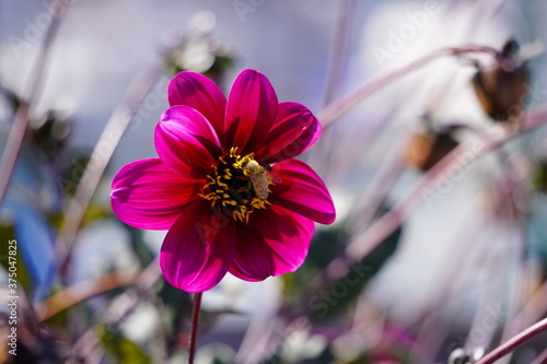 bee on flower