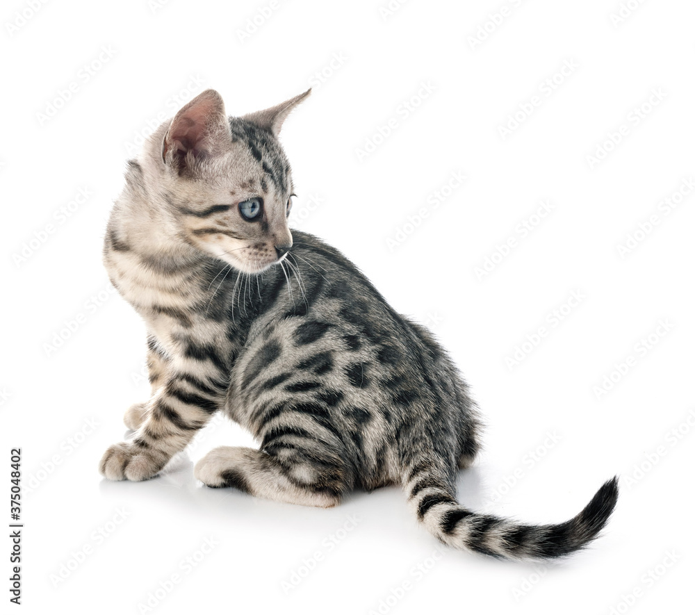 Naklejka premium bengal kitten in studio