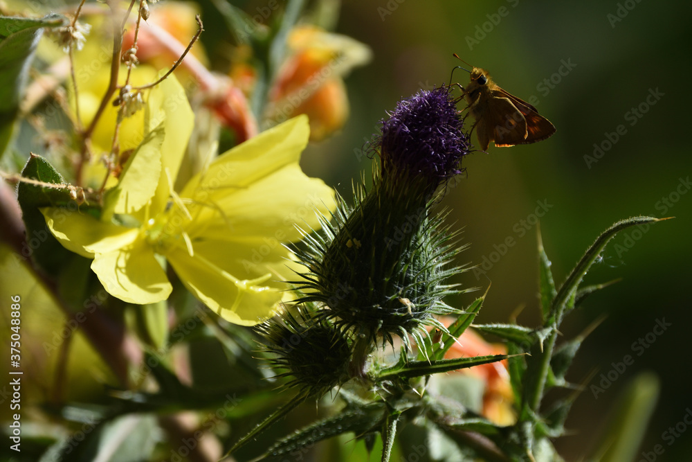 yellow and purple yellow and purple