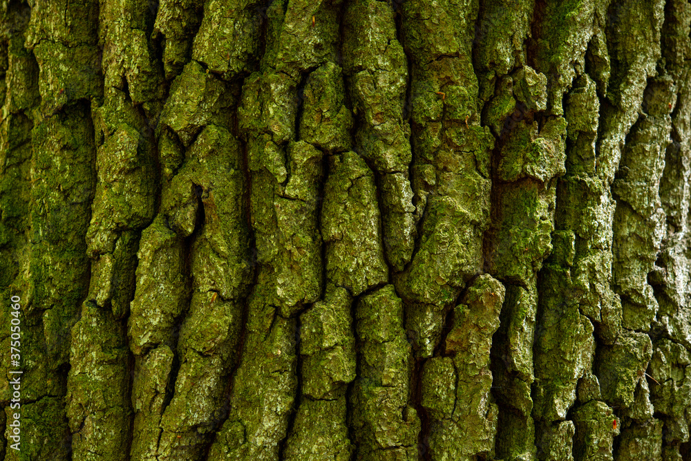 green trees in the forest behind the farm green trees in the forest behind the farm