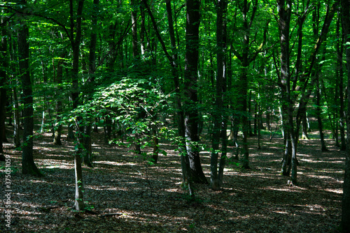 Fototapeta Naklejka Na Ścianę i Meble -  green trees in the forest behind the farm