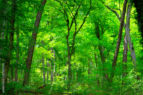 green trees in the forest behind the farm