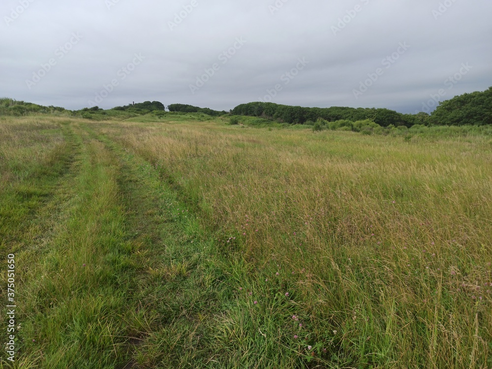 field of wheat