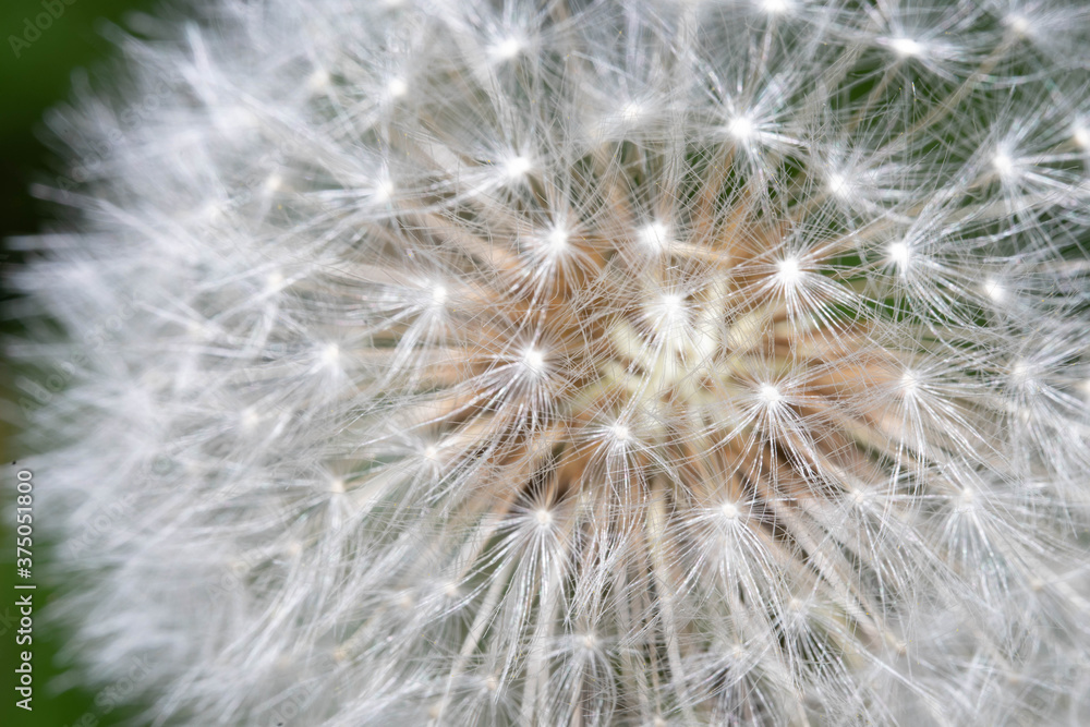 white, lonely, blooming dandelion macro white, lonely, blooming dandelion macro