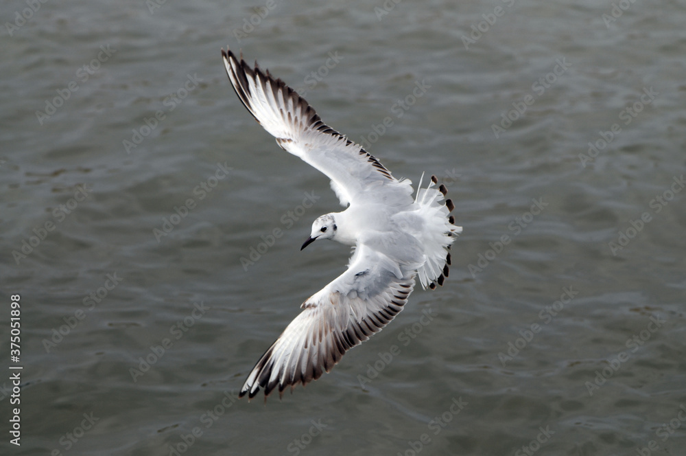 Seagull hover over deep blue sea.Flying seagull, top view Seagull hover over deep blue sea.Flying seagull, top view