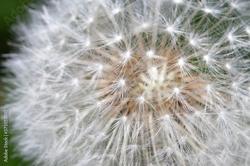 white  lonely  blooming dandelion macro